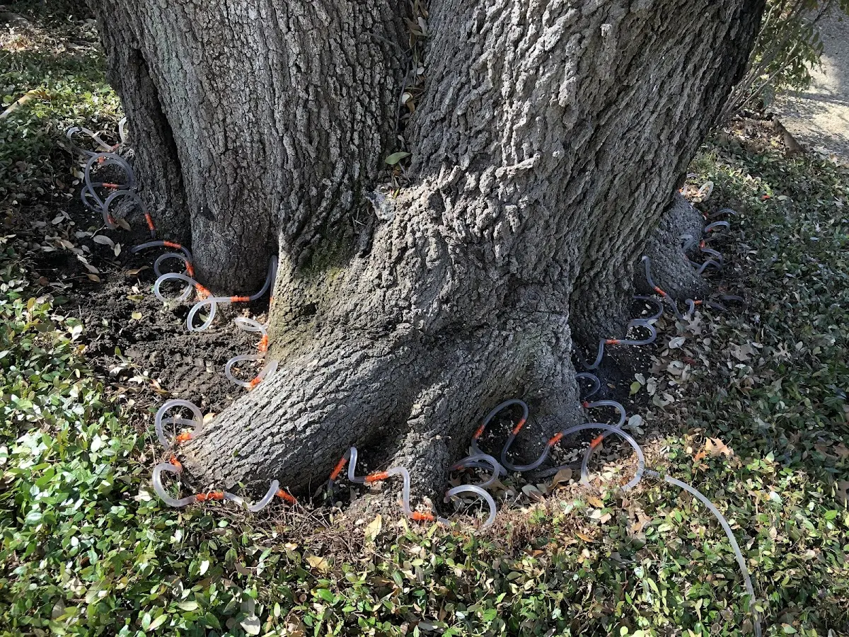 Detailed Shrub and Hedge Trimming job site in Donalds