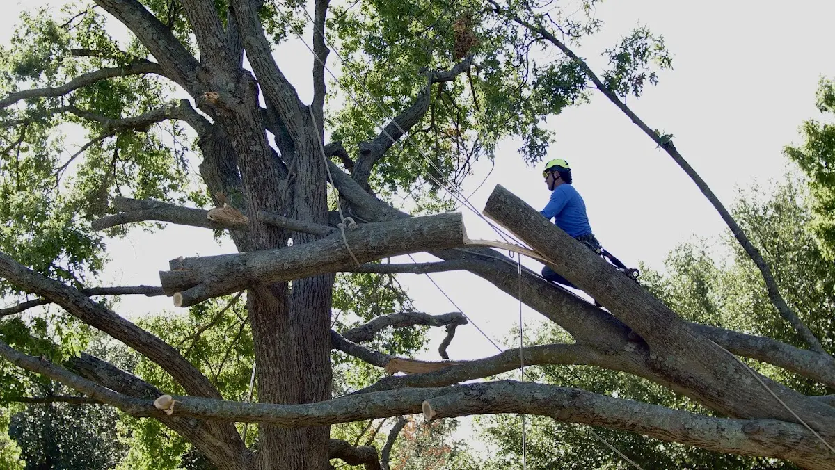 Professional Hazardous Tree Removal performed by certified arborists in Donalds